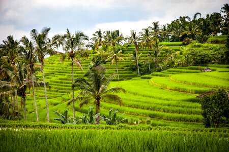 Agriculture rice cultivation bali