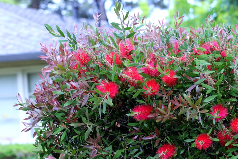 Callistemon cultivar IMG 0049-w-