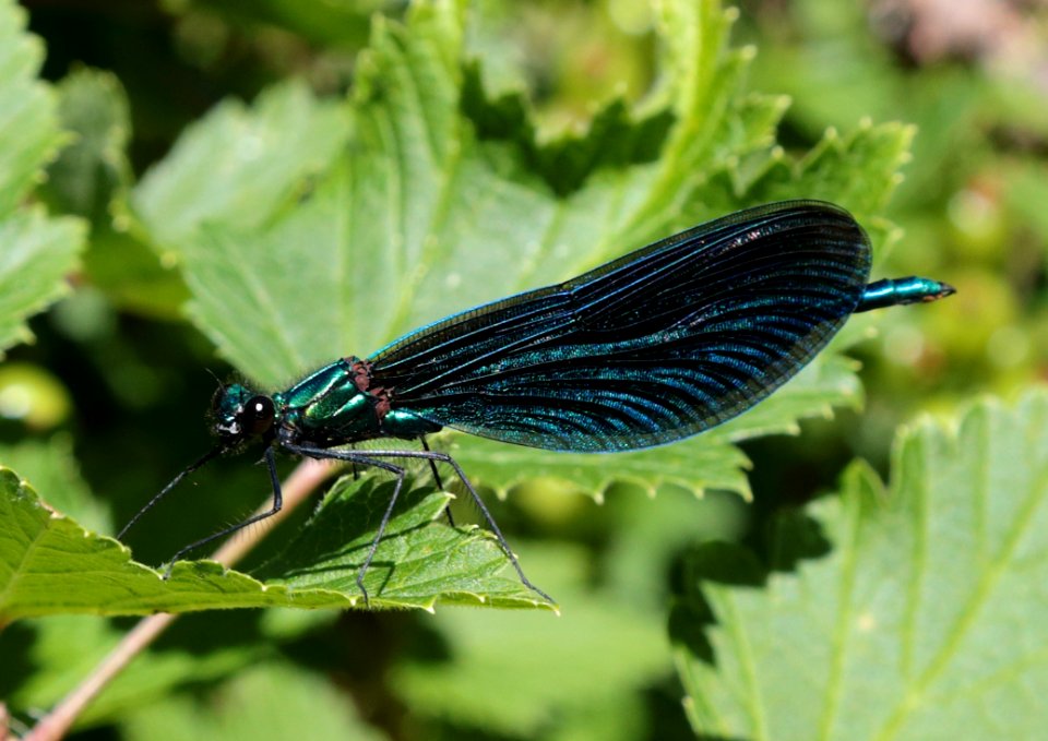 Calopteryx virgo Oulu 20190624