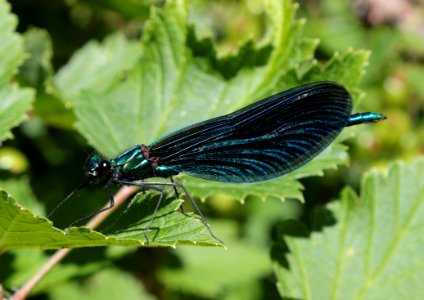 Calopteryx virgo Oulu 20190624