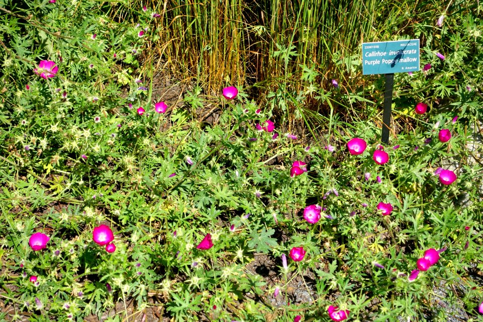Callirhoe involucrata - Coastal Maine Botanical Gardens - DSC03232