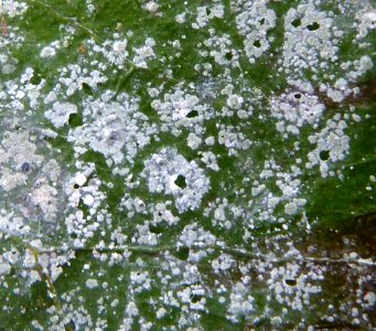 Calopadia subcoerulescens 12814094
