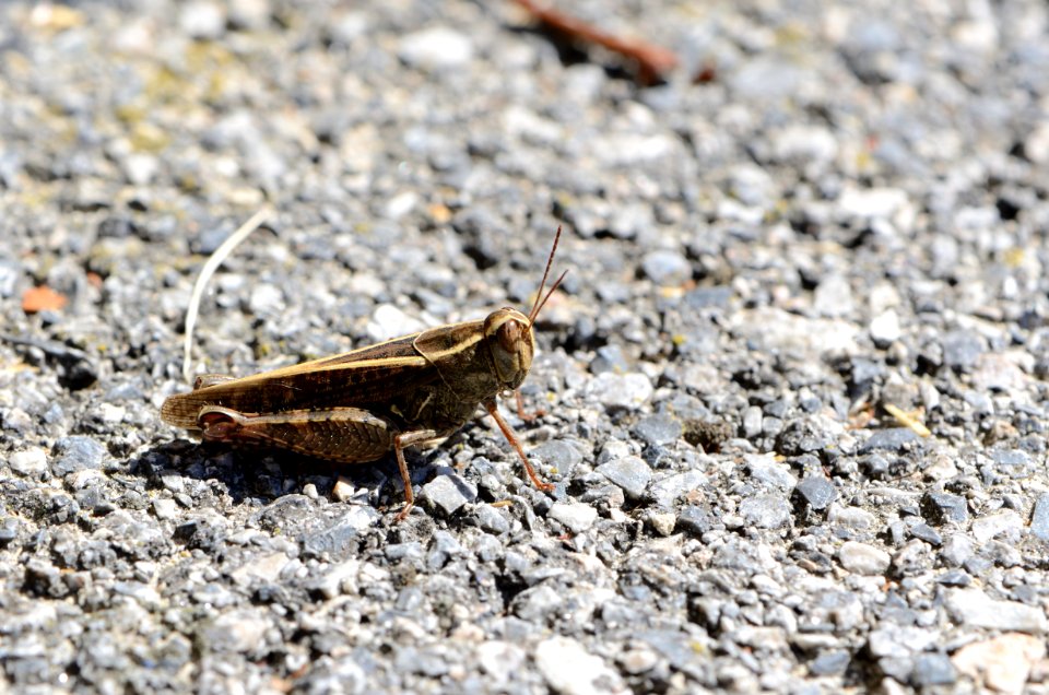 Calliptamus italicus 01