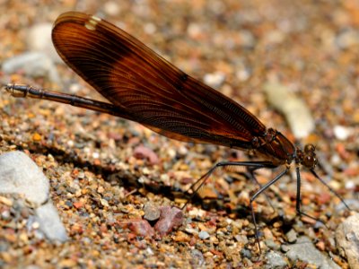 Calopteryx cornelia(Female,Japan,2018.05.27,b)