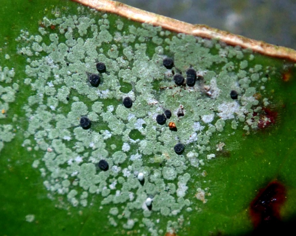 Calopadia subcoerulescens 33408072