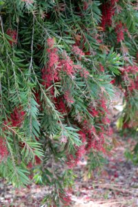 Callistemon cultivar IMG 0028-w-