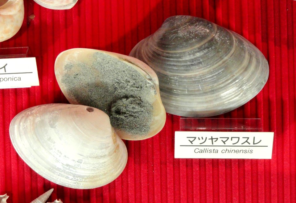 Callista chinensis - Osaka Museum of Natural History - DSC07776