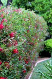 Callistemon cultivar IMG 0056-w-