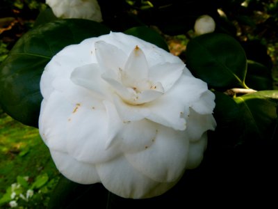 Camélia Jardin Albert Kahn 3