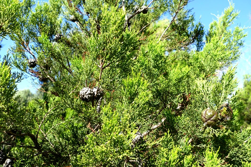 Callitris preissii - Jardín Botánico de Barcelona - Barcelona, Spain - DSC08970