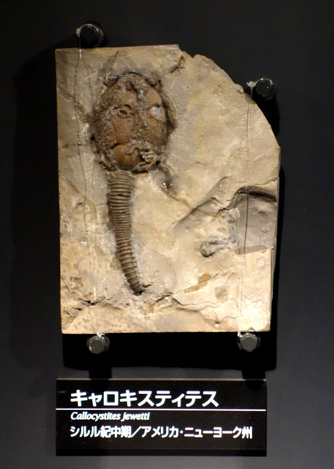 Callocystites jewetti - National Museum of Nature and Science, Tokyo - DSC07706