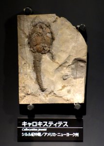Callocystites jewetti - National Museum of Nature and Science, Tokyo - DSC07706