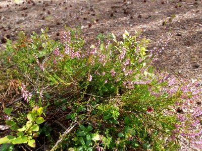 Calluna vulgaris 107991844