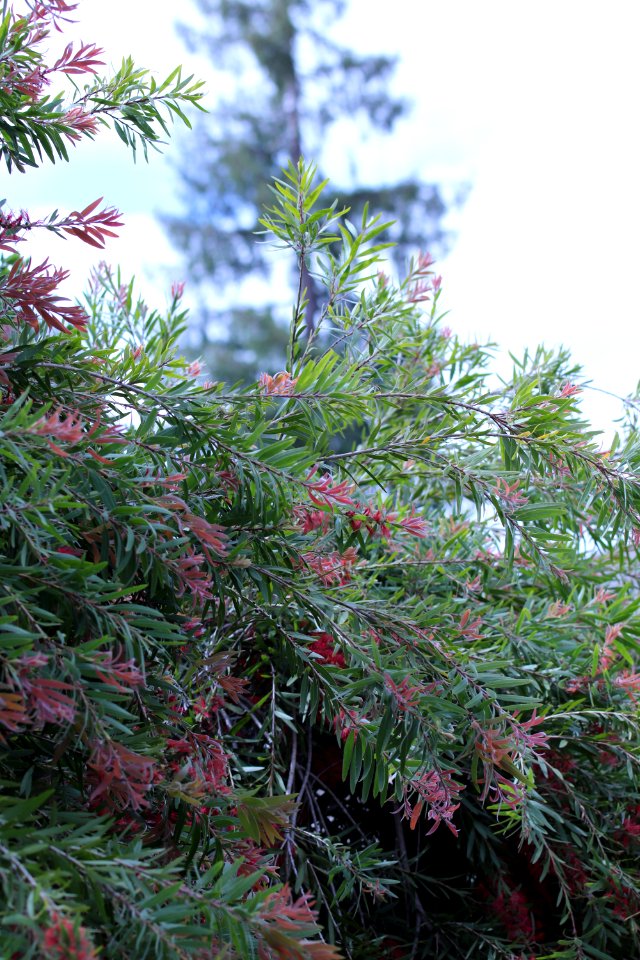 Callistemon cultivar IMG 0032-w-