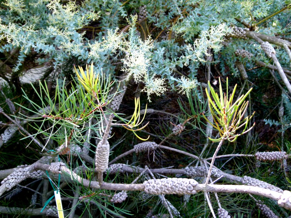 Callistemon pinifolius Montjuic 2
