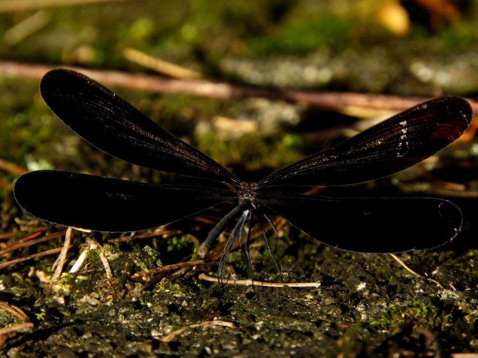 Calopteryx atrata(Female,Japan,17.08.23)