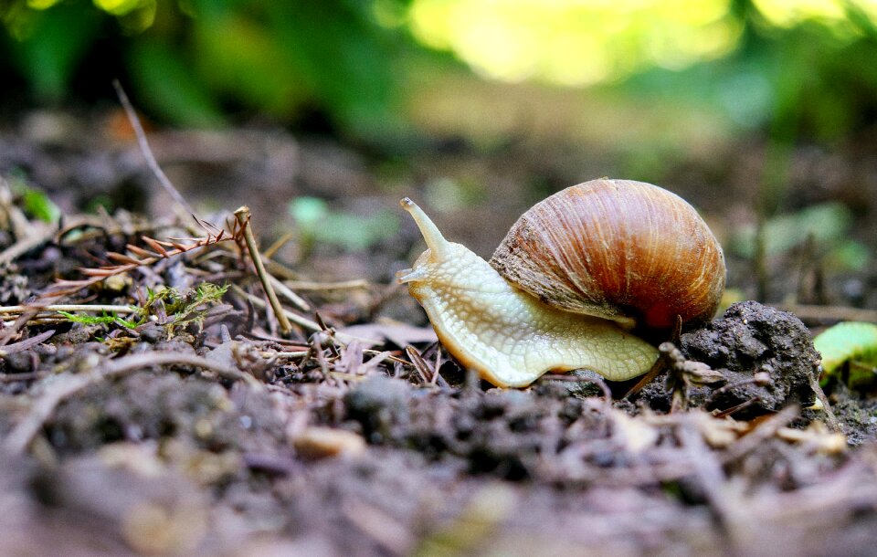 Mollusk shell nature