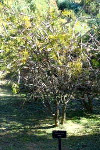 Callistemon linearis - Jardín Botánico de Barcelona - Barcelona, Spain - DSC09032