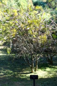 Callistemon linearis - Jardín Botánico de Barcelona - Barcelona, Spain - DSC09032 photo