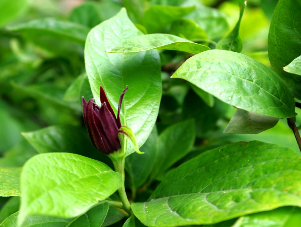 Calycanthus floridus - Parc floral