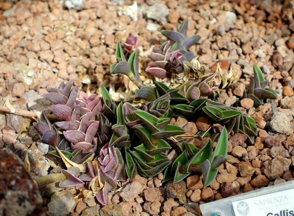 Callisia navicularis - Orto botanico - Rome, Italy - DSC00020
