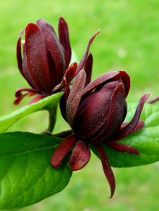 Calycanthus floridus - Morris Arboretum - DSC00310 photo