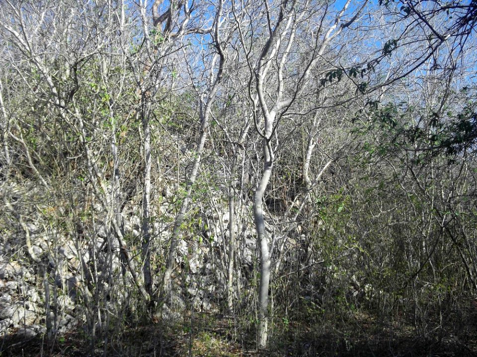 Calotmul (Yaxkukul), Yucatán (14)