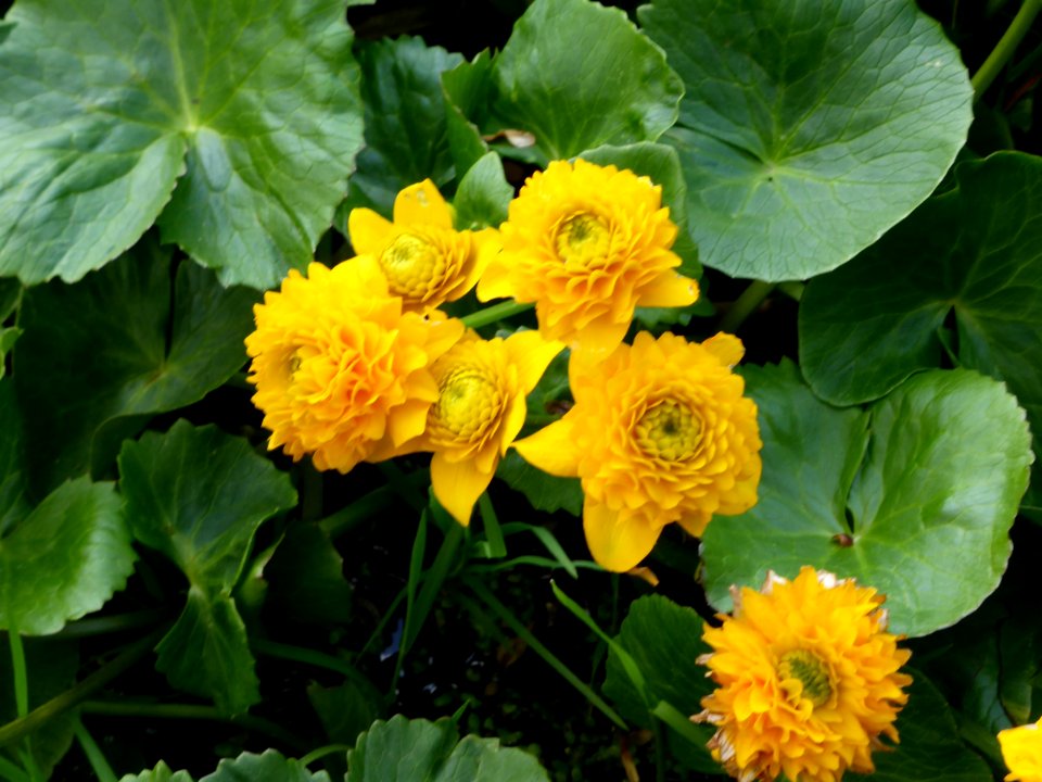 Caltha-palustris-L-Multiplex-1