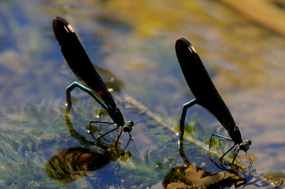 Calopteryx japonica(Female,Japan,2018.06.01,b)