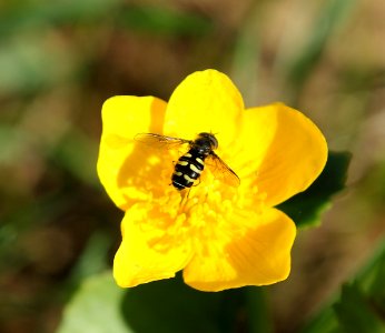 Caltha palustris Isoniemi Oulu 20140529
