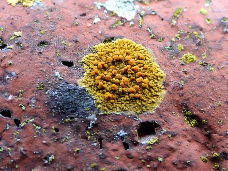 Caloplaca saxicola 80789252