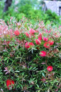 Callistemon cultivar IMG 0036-w-