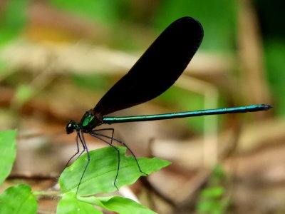Calopteryx atrata,2017-07-17