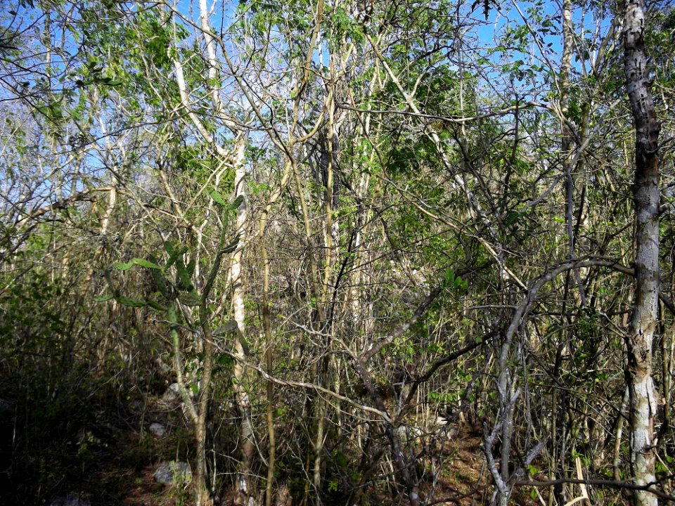 Calotmul (Yaxkukul), Yucatán (28)