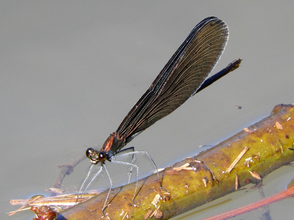 Calopteryx atrata(Female,Japan,2017.09.19,b)