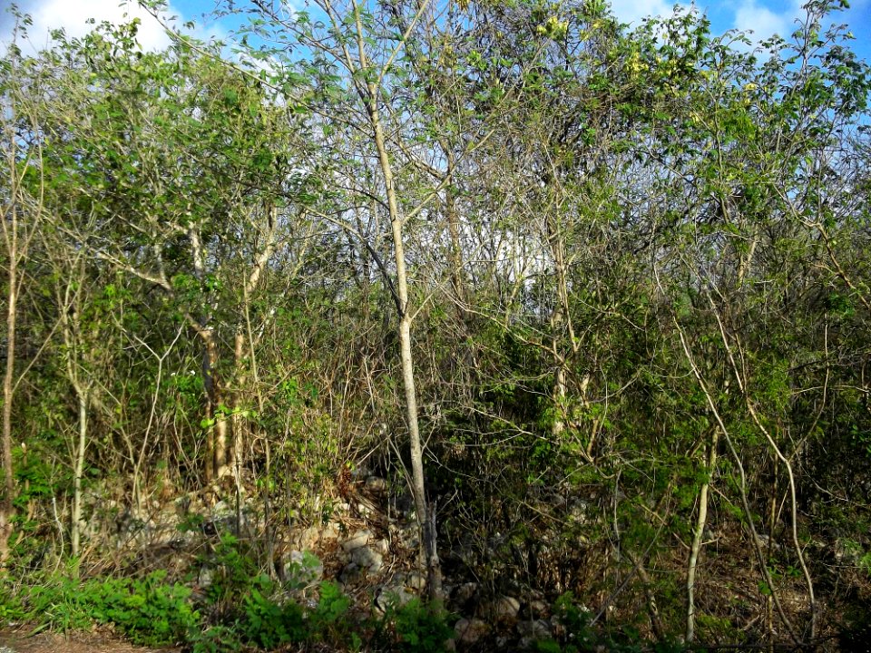 Calotmul (Yaxkukul), Yucatán (23)