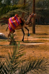 Camel Africa Morocco (233523443) photo