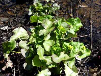 Caltha palustris 126678083