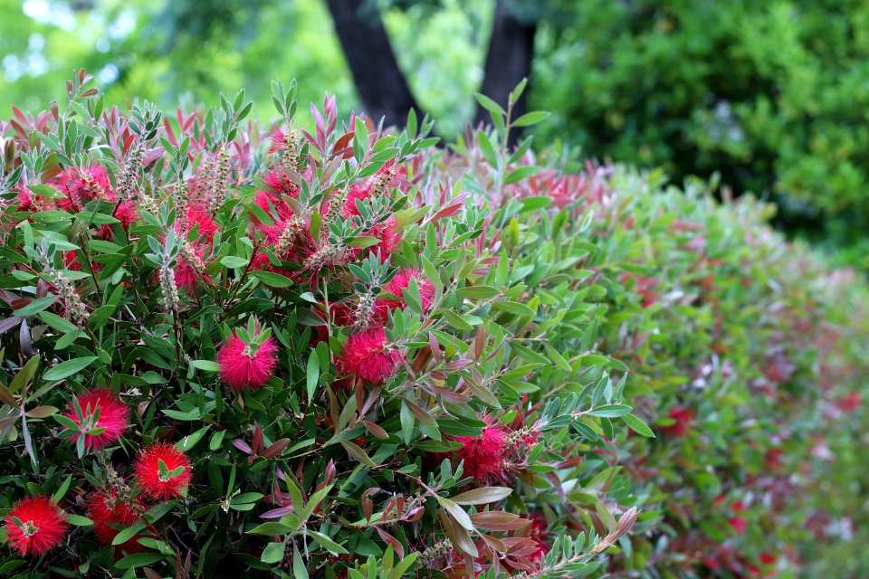 Callistemon cultivar IMG 0053-w-