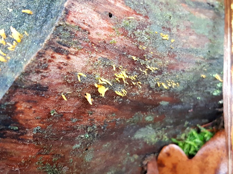 Calocera cornea 55973317