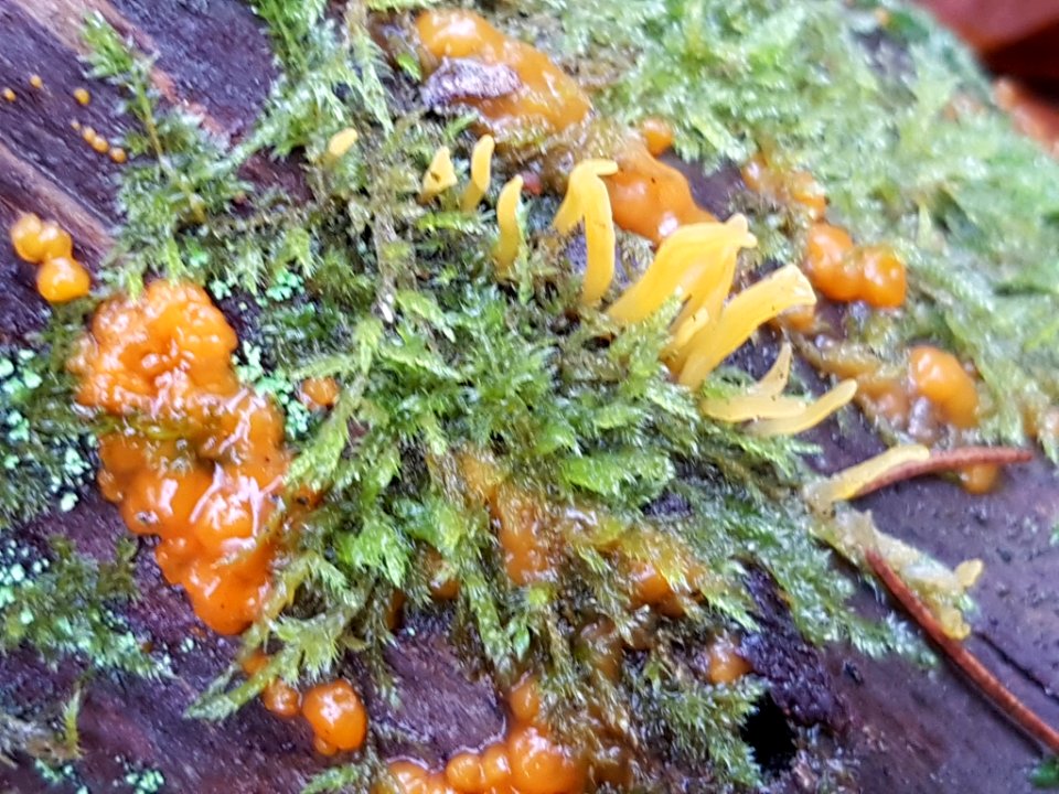 Calocera cornea 55973246