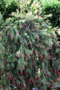 Callistemon cultivar IMG 0021-w-
