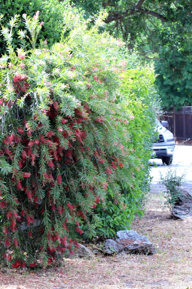 Callistemon cultivar IMG 0006-w-