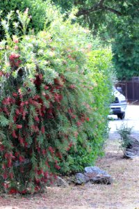 Callistemon cultivar IMG 0006-w-