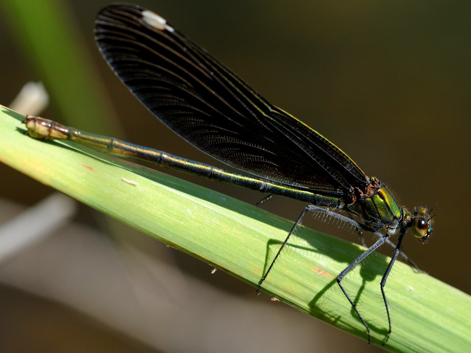 Calopteryx japonica(Female,Japan,2018.06.01)