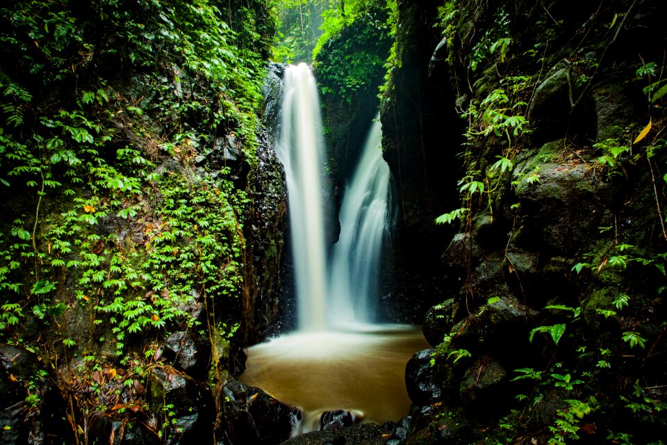 Forest tropics jungle