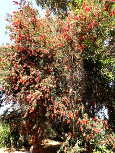 Callistemon kings park special