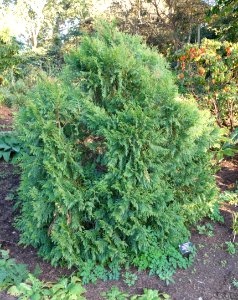 Calocedrus macrolepis - San Francisco Botanical Garden - DSC00091