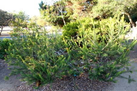 Calothamnus quadrifidus - San Luis Obispo Botanical Garden - DSC05880