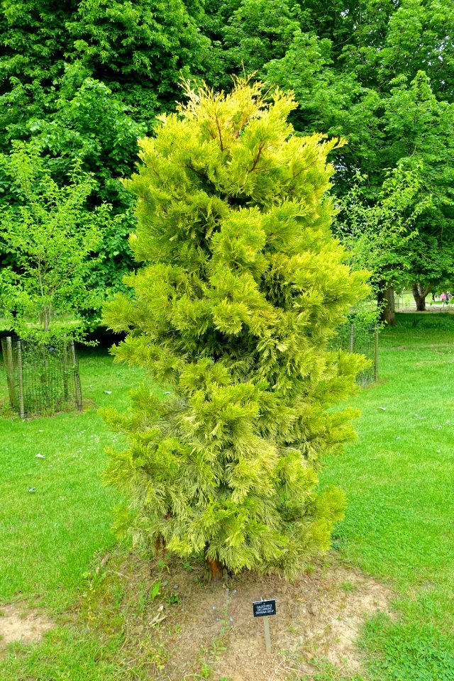 Calocedrus decurrens 'Berrima Gold' - Hillier Gardens - Romsey, Hampshire, England - DSC04517